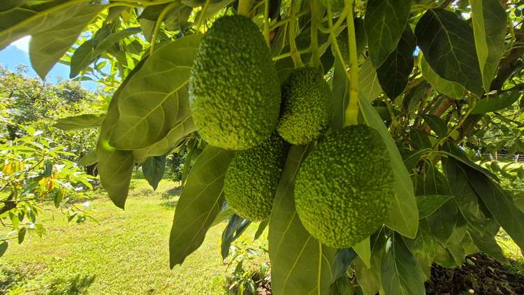 112 Ruahihi Road Lower Kaimai_20