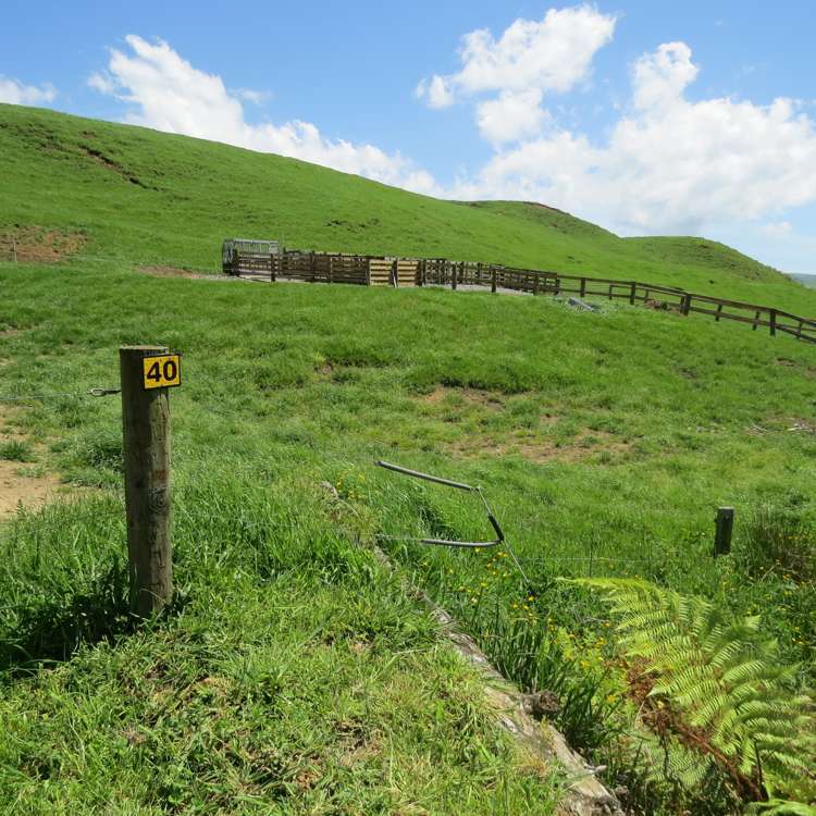 Kahuwera Road Piopio_11