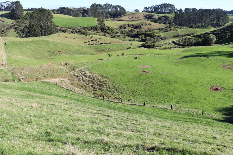 344 Hursthouse Road Inglewood_3