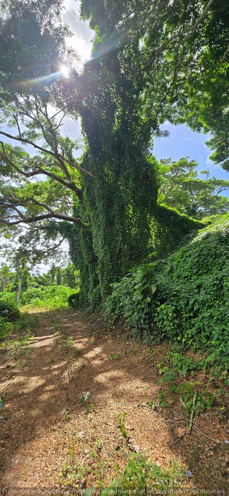 Address withheld Savusavu_16