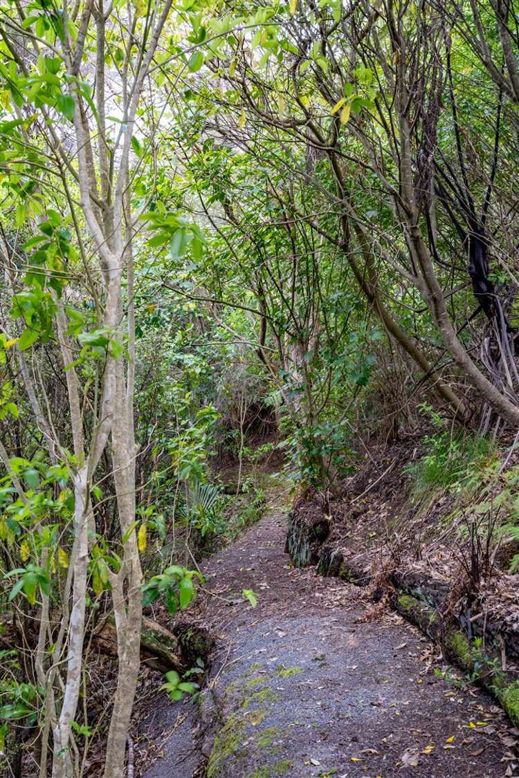 157 Hinau Road Waimauku_22