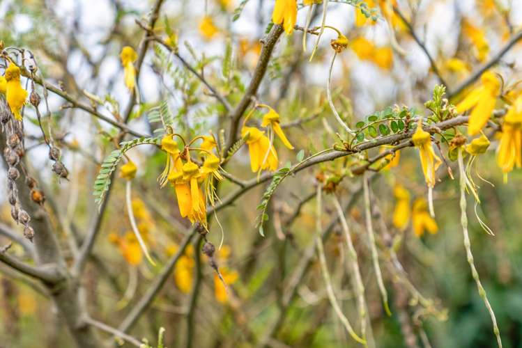 3 Stenning Place Papamoa_23