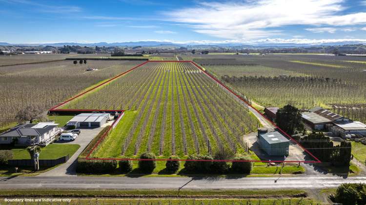 Kiwi Crunch Orchard Portfolio Twyford_9