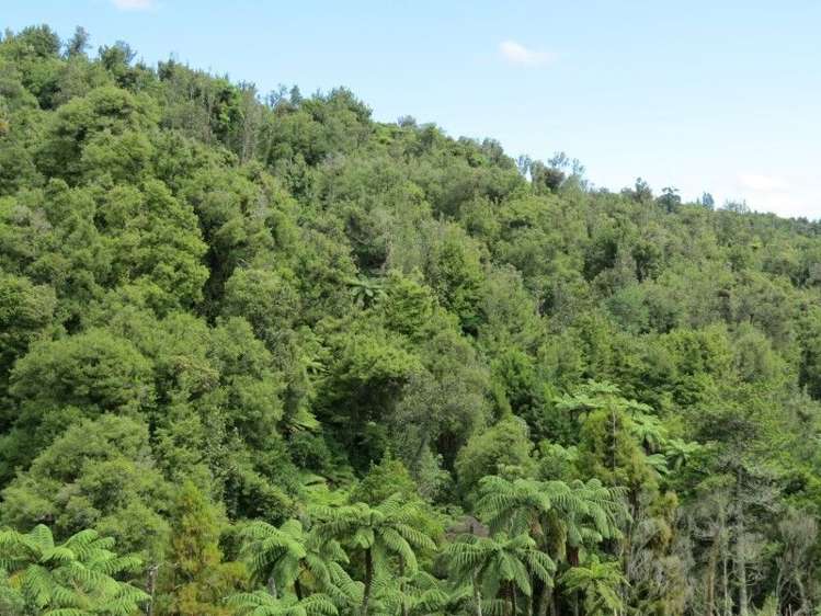 764 Work Road Whakamarama_19