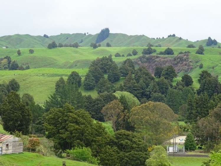 24 Hapa Road Kakahi_21