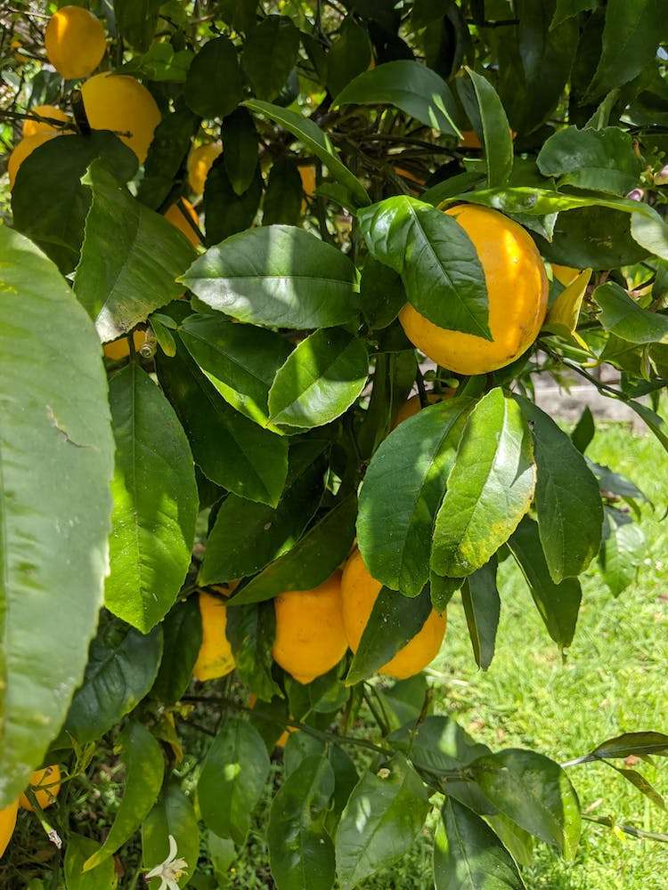 90 Exmouth Road Northcote_22