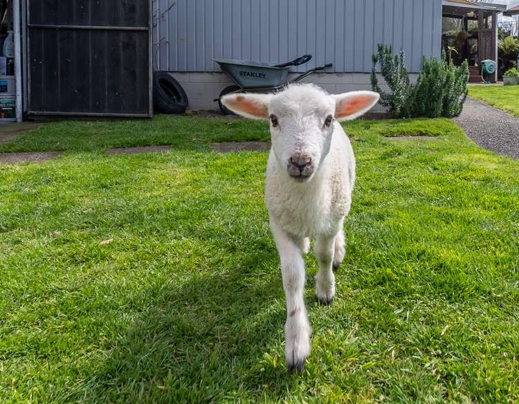 17 Macmurdo Avenue Glenview_19