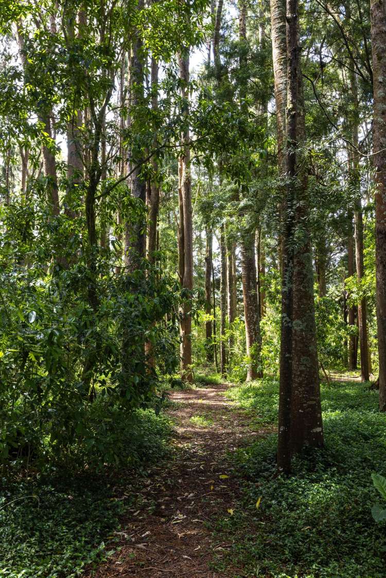 1174 Kahikatea Flat Road Waitoki_47