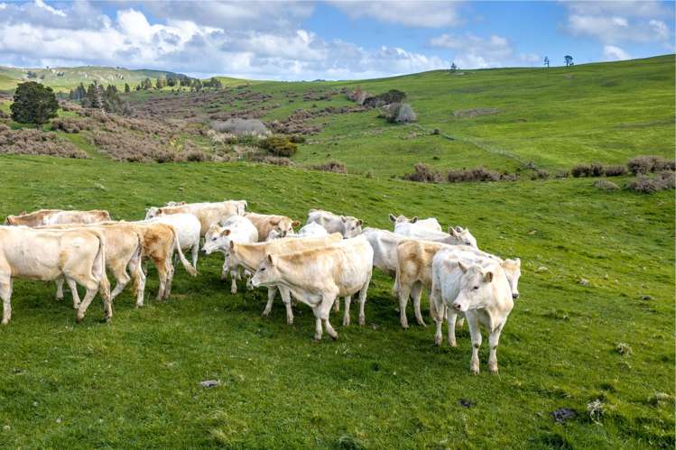 1698 Hetherington Road Huntly_33