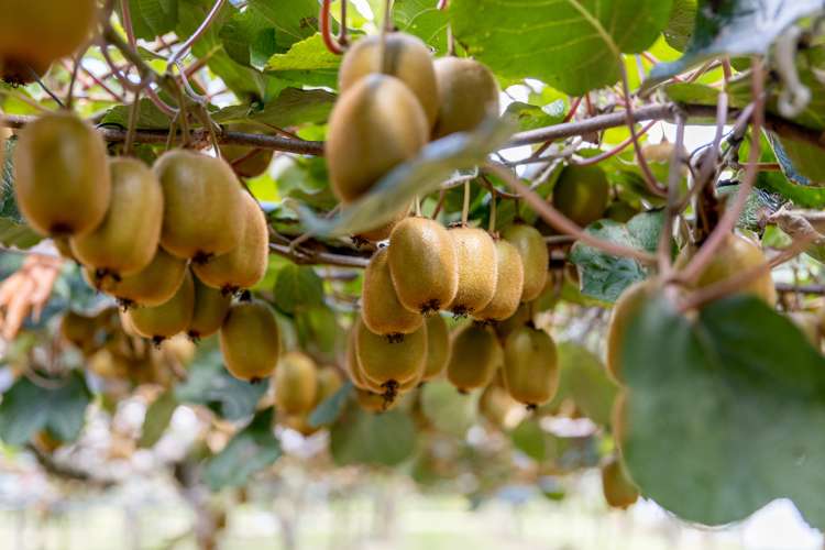 764b Te Matai Road Te Ranga_7