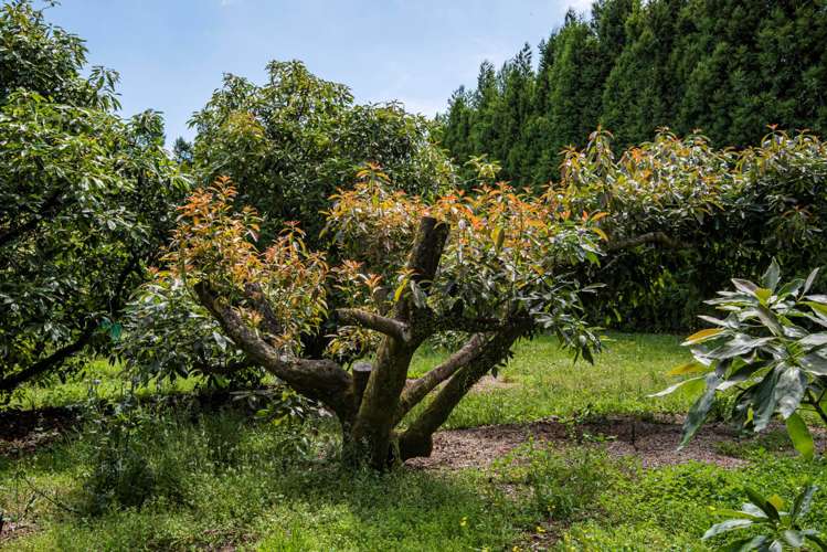 1700 State Highway 14 Maungatapere_7