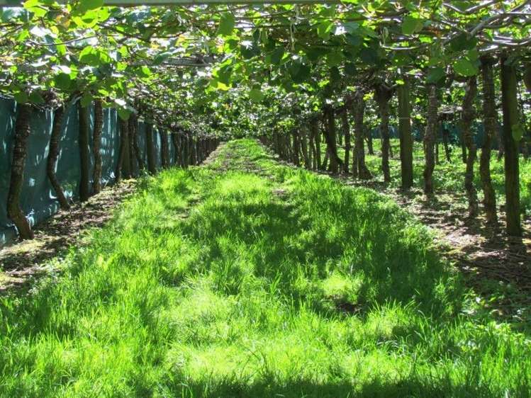 39 Sedgemoor Lane Hauraki Surrounds_13