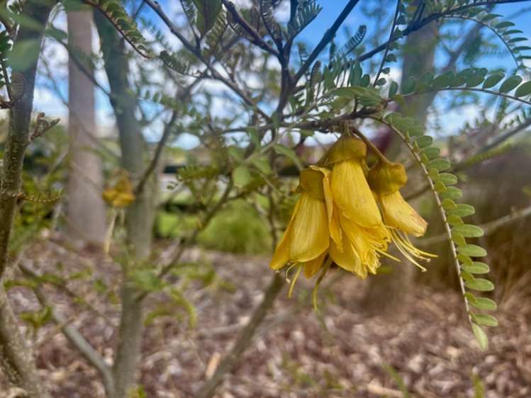 3 Karaka Place Kinloch_3