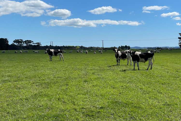 Mount Stewart Halcombe Road Sanson_11