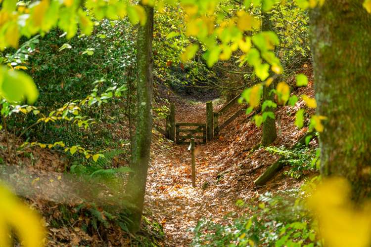 175 Forest Road Oruanui_29