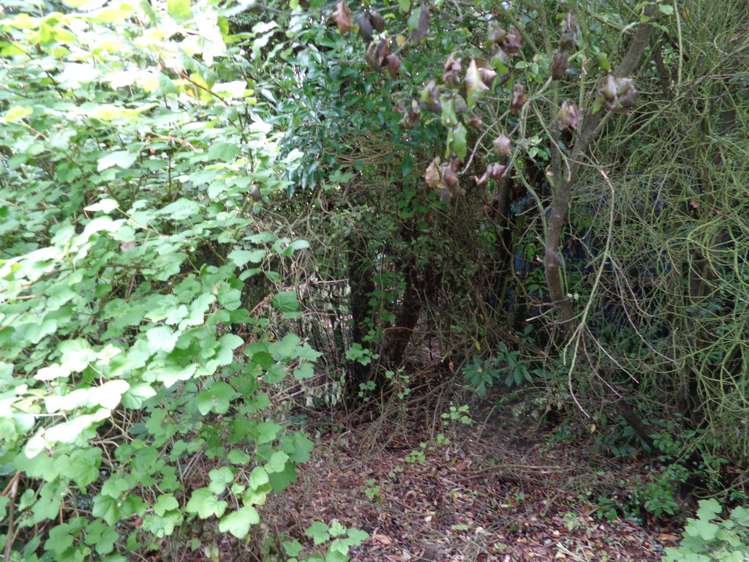 17 Rata Street Kaka Point_10