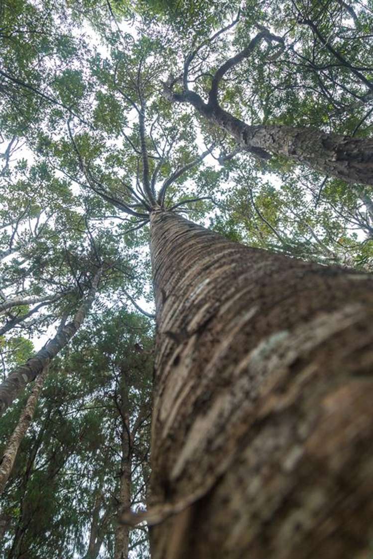 26 Cape Rodney Road Leigh_7