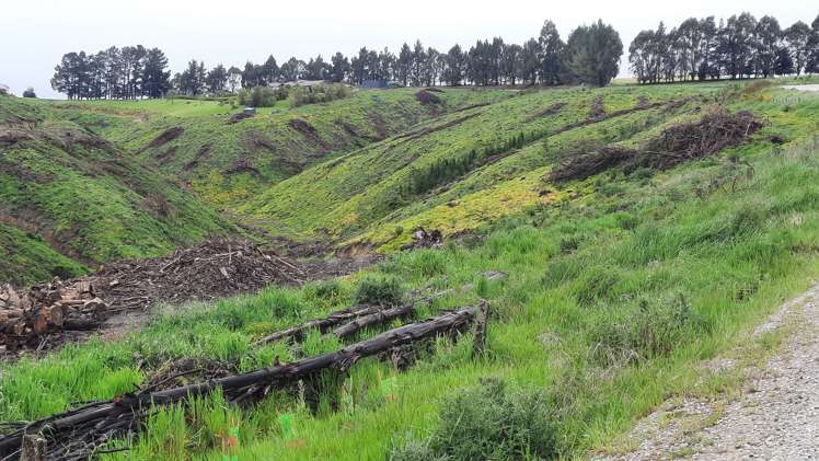 Sunflower Road Balclutha_2