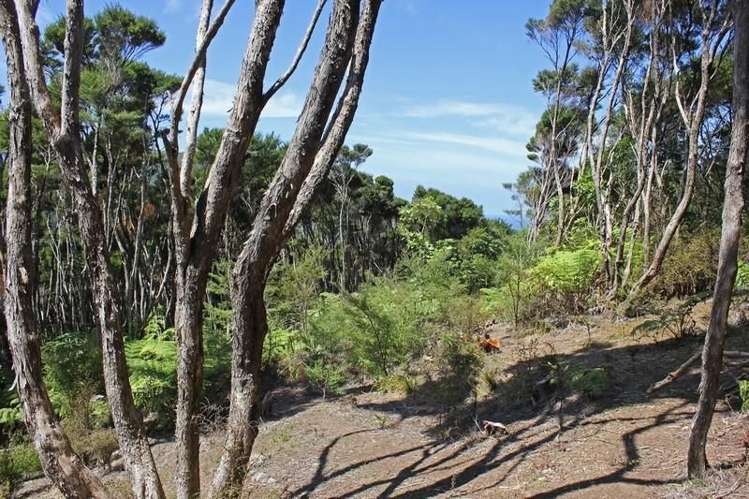 248 Rosalie Bay Road Great Barrier Island (Aotea Island)_14