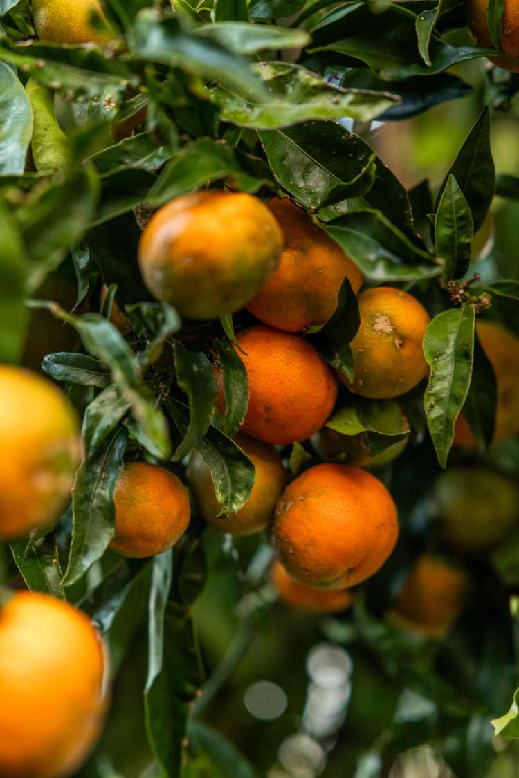 1/3 Little Barrier Avenue Manly_18