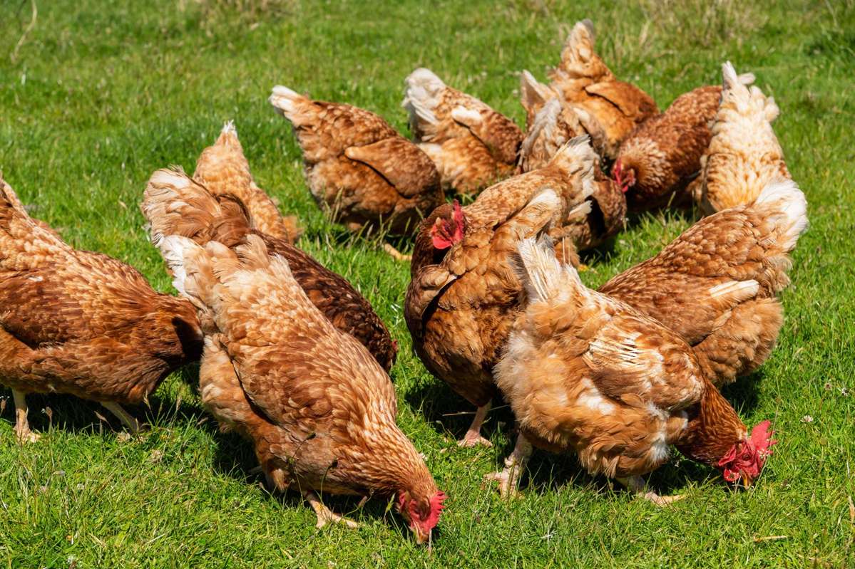 Lot Lot 2 DP 578365, Poynter Road_4