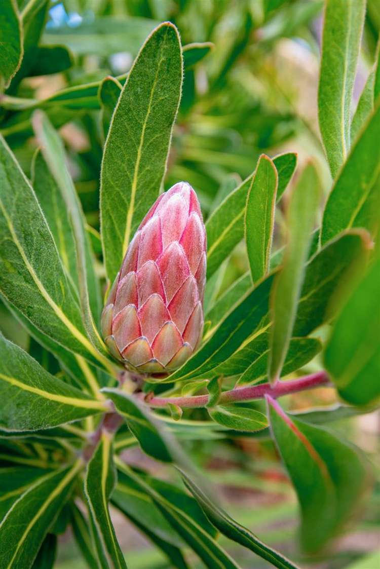 48 Andersons Road Charteris Bay_24