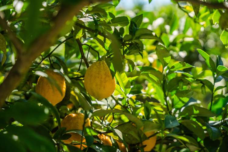 26 The Circle Nukuhau_25