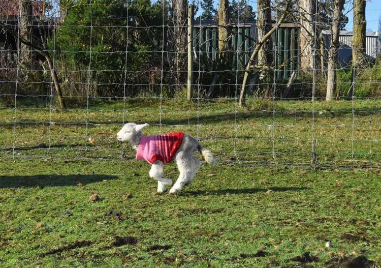 65 Millard Avenue Masterton_20