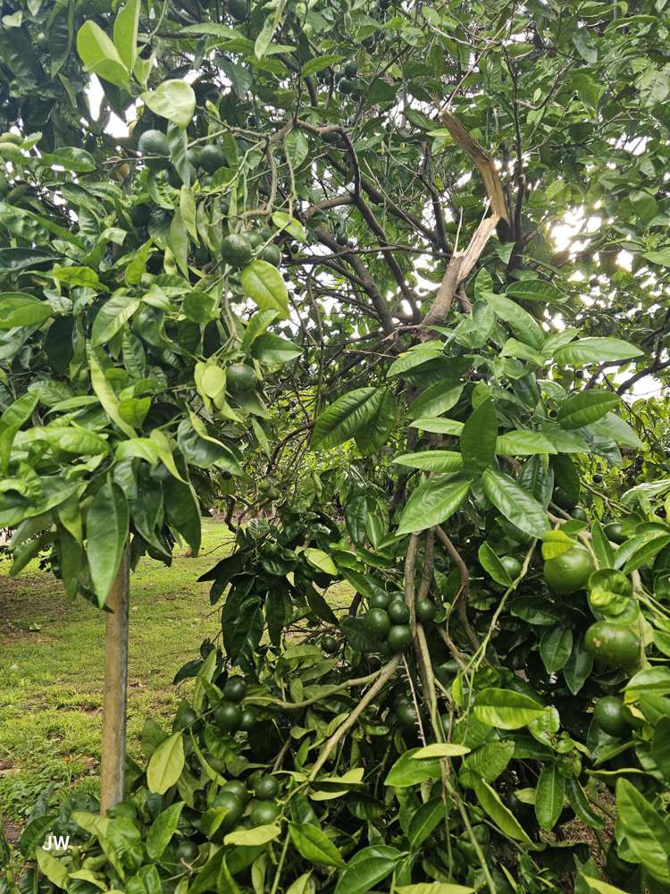 40 Zealandia Road Manly_18