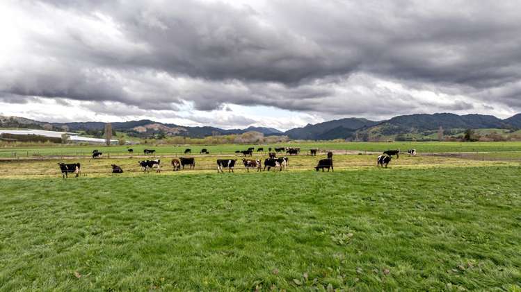 Brooklyn Farm, 126 McGinley Road Opotiki_5