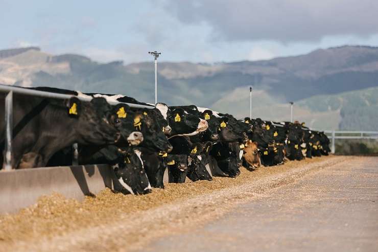 The Whitelock dairy farm sits on 433ha of flat land in Linton, in the Manawatū. Photo / Supplied