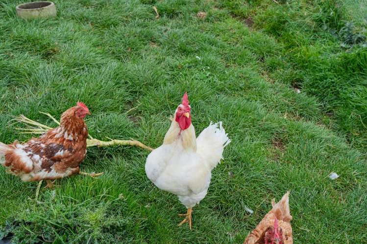 411 Flora Road East Makarewa_35