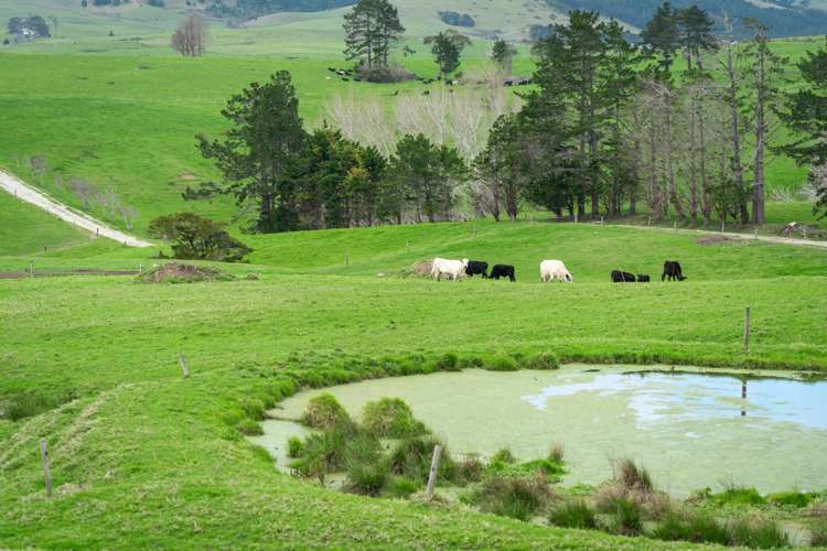 450 Neems Road Matakohe_11