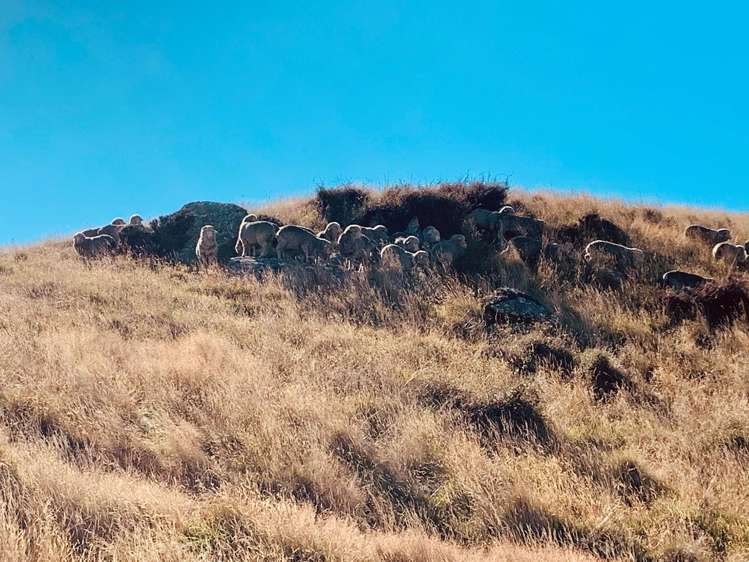 501 Waikerikeri Valley Road Waikerikeri_22