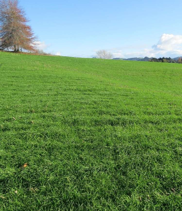 Waitomo Caves Road Waitomo_10