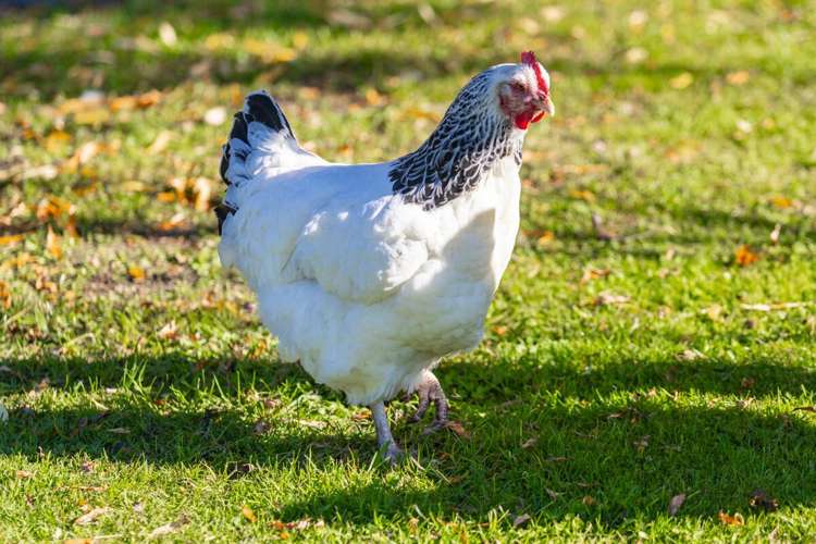 2d Ferry Road Spring Creek_29