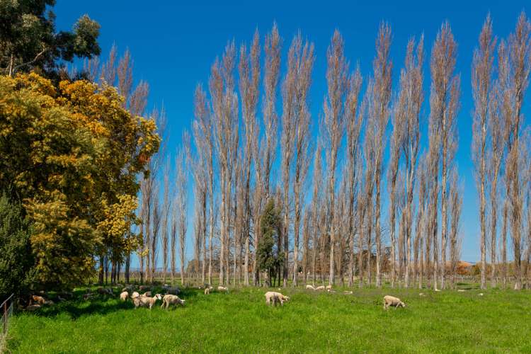 204 Selmes Road Rapaura_19