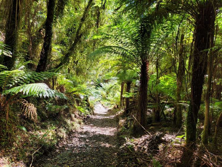 254 Doughboy Road Kokatahi_51