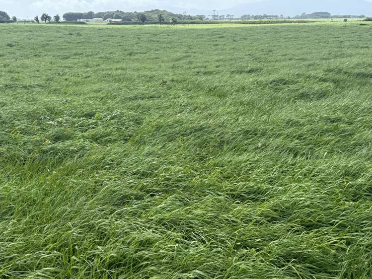 4782 South Road Opunake_17