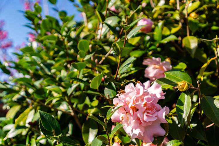 83a Ross Street Onerahi_28