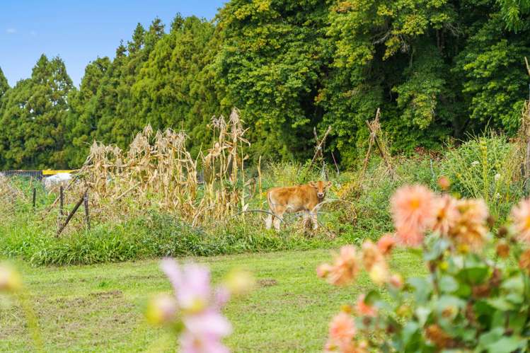 288 Oropi Gorge Road Oropi_30