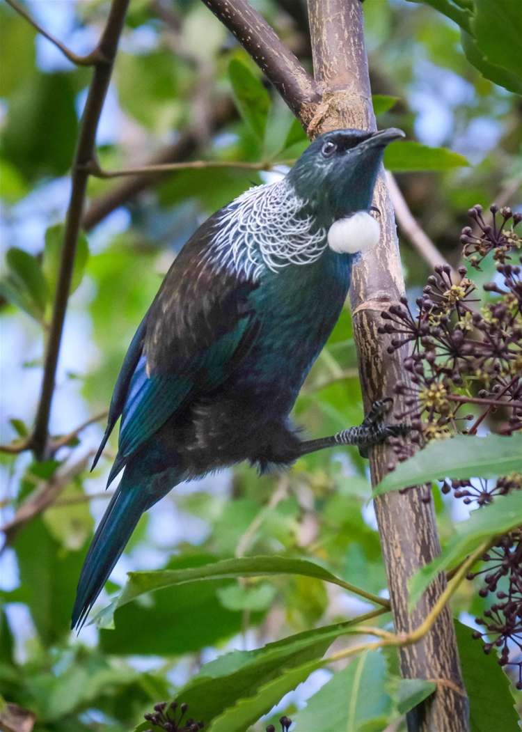 53 Porika Road Rotoroa_32