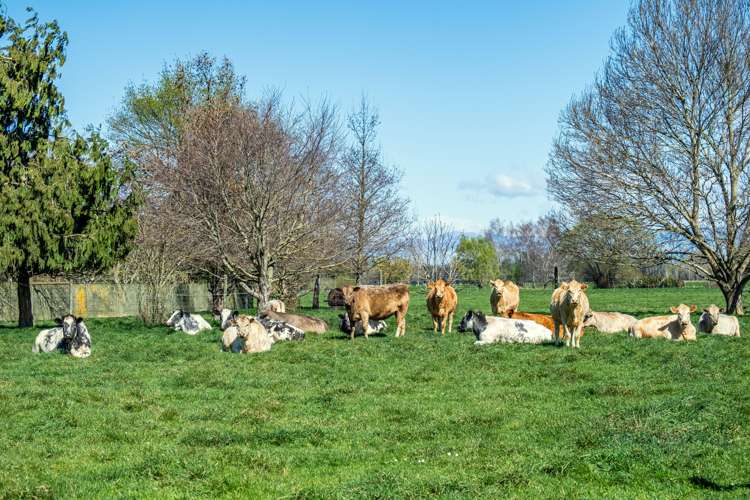 481 Orari Station Road Geraldine_2