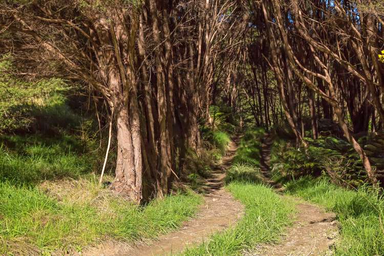 512 Orapiu Road Waiheke Island_4