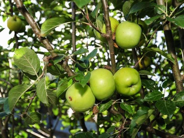 8 Russell Street Otane_12