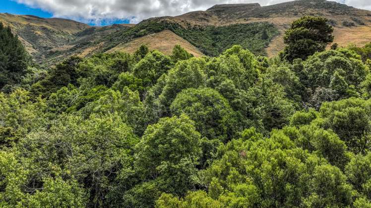 1467 Western Valley Road Port Levy_10