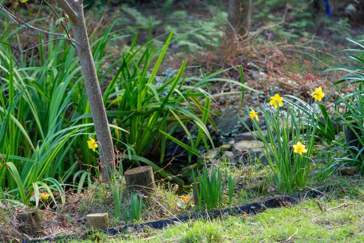 598c Wright Road Aongatete_21