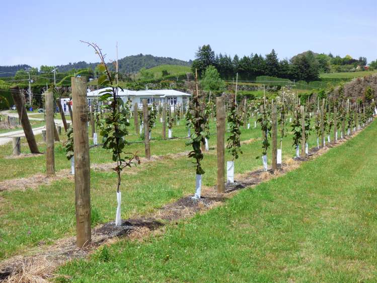 1335a No 3 Road Te Puke_11