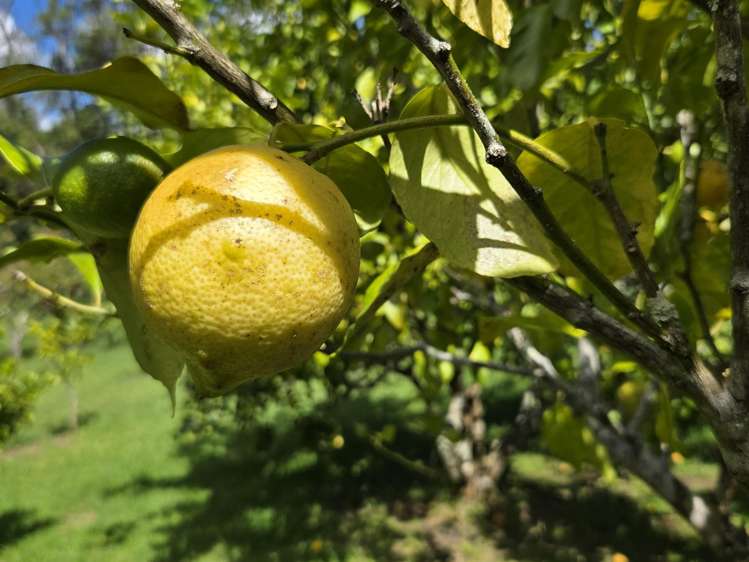 314F Waipapa Road Waipapa_37