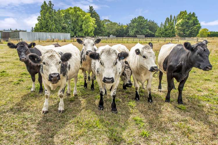 305 Newtons Road Rolleston_32